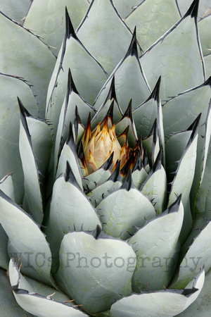 Agave Parryi Neomexicana
