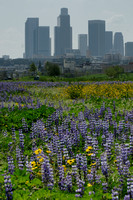 Wild Flowers