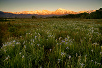 Wild Flowers