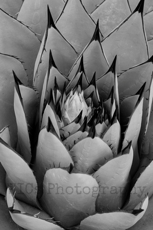 Agave Parryi Neomexicana