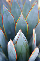 Agave - Blue Glow