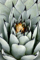 Agave - Parryi Blooming
