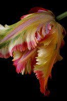 Parrot Tulip 1