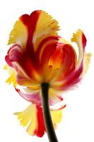 Parrot Tulip 3