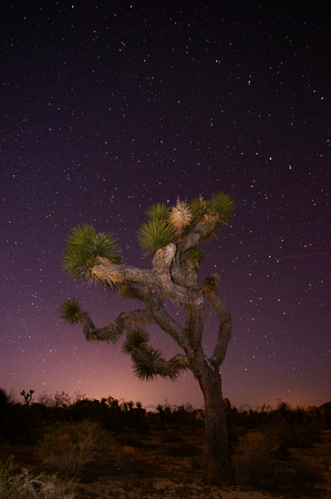 Joshua Tree with Stars