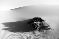 Life On Sand Dune