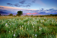 Wild Iris field near Bishop